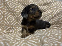 Polly, a female Miniature Dachshund for sale in Harrison, AR – 8 of 8