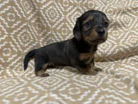 Polly, a female Miniature Dachshund for sale in Harrison, AR – 5 of 8