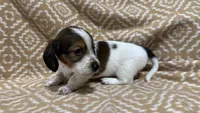 Harvey, a male Miniature Dachshund for sale in Harrison, AR – 2 of 10