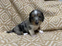 Gandy, a male Miniature Dachshund for sale in Harrison, AR – 3 of 10