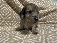 Tiger, a male Miniature Dachshund for sale in Harrison, AR – 7 of 10