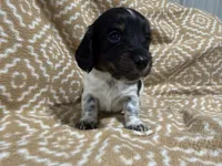 Denton, a male Miniature Dachshund for sale in Harrison, AR – 4 of 10