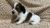 Harvey, a male Miniature Dachshund for sale in Harrison, AR – 6 of 10