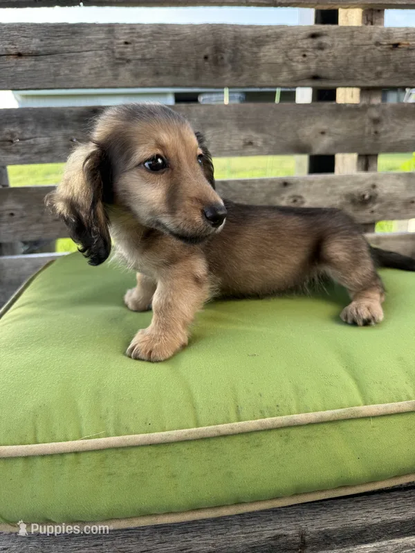 Dexter – Miniature Dachshund puppy for sale in Harrison, AR