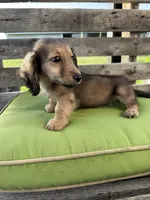 Dexter, a male Miniature Dachshund for sale in Harrison, AR – 1 of 10