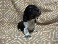 Denton, a male Miniature Dachshund for sale in Harrison, AR – 10 of 10