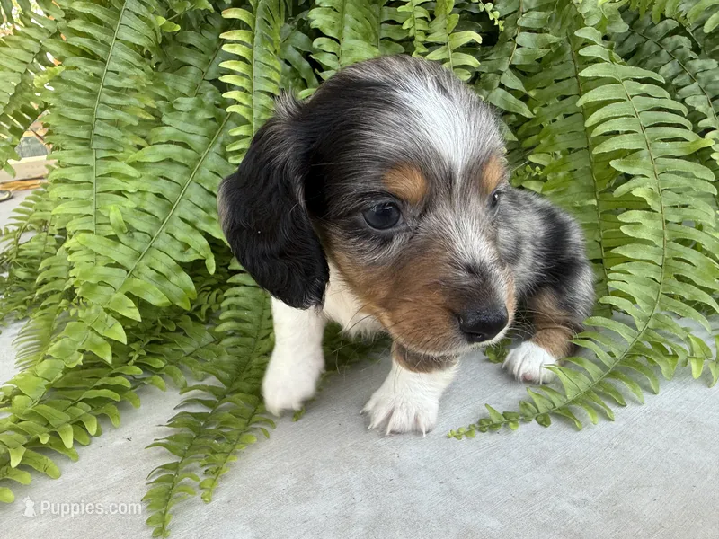 Gandy – Miniature Dachshund puppy for sale in Harrison, AR