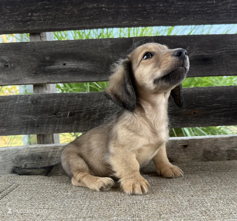 Dexter – Miniature Dachshund puppy for sale in Harrison, AR