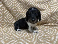 Denton, a male Miniature Dachshund for sale in Harrison, AR – 8 of 10