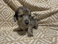Tiger, a male Miniature Dachshund for sale in Harrison, AR – 8 of 10