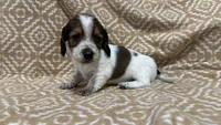 Harvey, a male Miniature Dachshund for sale in Harrison, AR – 3 of 10