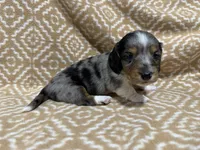 Gandy, a male Miniature Dachshund for sale in Harrison, AR – 8 of 10