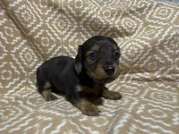 Polly, a female Miniature Dachshund for sale in Harrison, AR – 2 of 8