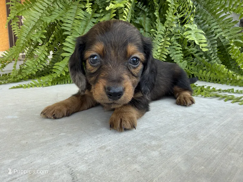 Polly – Miniature Dachshund puppy for sale in Harrison, AR