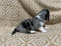 Gandy, a male Miniature Dachshund for sale in Harrison, AR – 9 of 10