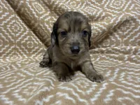 Tiger, a male Miniature Dachshund for sale in Harrison, AR – 3 of 10