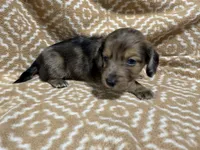 Tiger, a male Miniature Dachshund for sale in Harrison, AR – 2 of 10