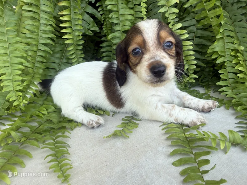 Harvey – Miniature Dachshund puppy for sale in Harrison, AR