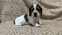 Harvey, a male Miniature Dachshund for sale in Harrison, AR – 5 of 10