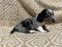 Gandy, a male Miniature Dachshund for sale in Harrison, AR – 5 of 10