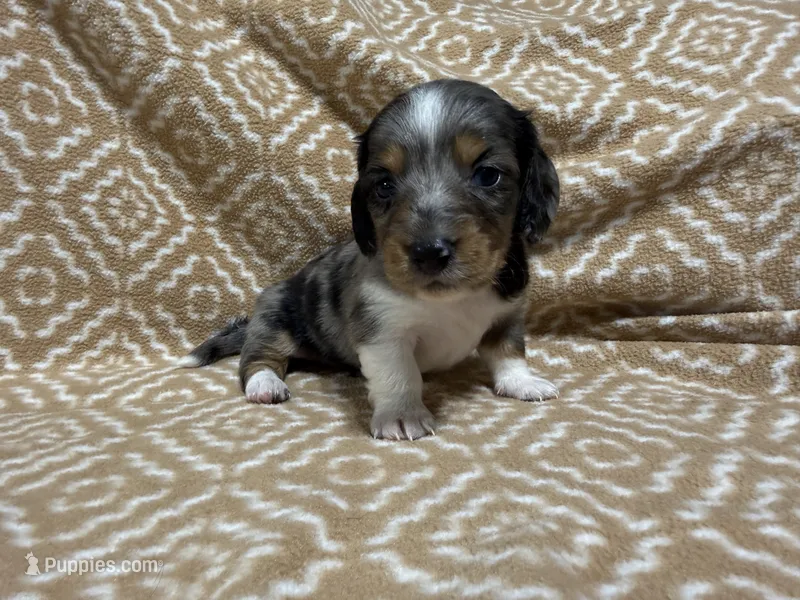 Gandy – Miniature Dachshund puppy for sale in Harrison, AR