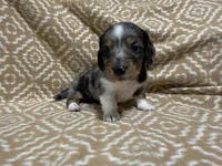 Gandy, a male Miniature Dachshund for sale in Harrison, AR – 1 of 10