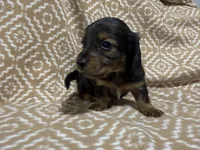 Polly, a female Miniature Dachshund for sale in Harrison, AR – 6 of 8