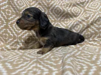 Polly, a female Miniature Dachshund for sale in Harrison, AR – 7 of 8