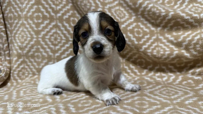 Harvey – Miniature Dachshund puppy for sale in Harrison, AR