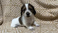 Harvey, a male Miniature Dachshund for sale in Harrison, AR – 1 of 10