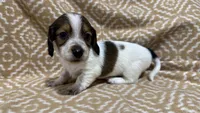 Harvey, a male Miniature Dachshund for sale in Harrison, AR – 4 of 10