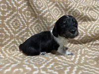Denton, a male Miniature Dachshund for sale in Harrison, AR – 5 of 10