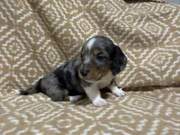 Gandy, a male Miniature Dachshund for sale in Harrison, AR – 7 of 10