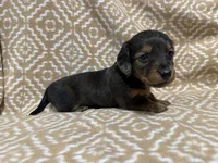 Polly, a female Miniature Dachshund for sale in Harrison, AR – 4 of 8