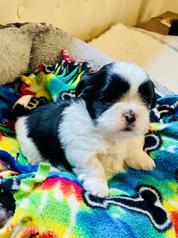 Boy 1 – Shih Tzu puppy for sale in Peterson, MN