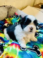 Boy 1, a male Shih Tzu for sale in Peterson, MN – 1 of 7