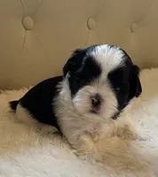 Boy 1, a male Shih Tzu for sale in Peterson, MN – 3 of 7