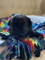 Girl 3, a female Shih Tzu for sale in Peterson, MN – 6 of 10