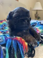 Boy 2, a male Shih Tzu for sale in Peterson, MN – 7 of 9