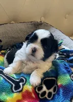 Boy 1, a male Shih Tzu for sale in Peterson, MN – 2 of 7