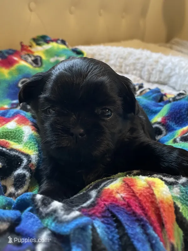Girl 2 – Shih Tzu puppy for sale in Peterson, MN