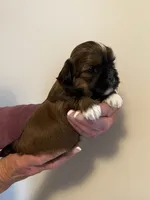 Girl 1, a female Shih Tzu for sale in Peterson, MN – 2 of 8