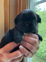 Girl 2, a female Shih Tzu for sale in Peterson, MN – 8 of 8