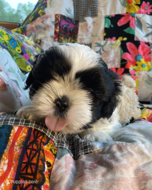 Boy 1 – Shih Tzu puppy for sale in Peterson, MN