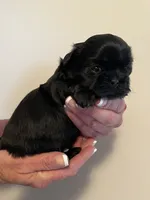 Girl 2, a female Shih Tzu for sale in Peterson, MN – 3 of 8