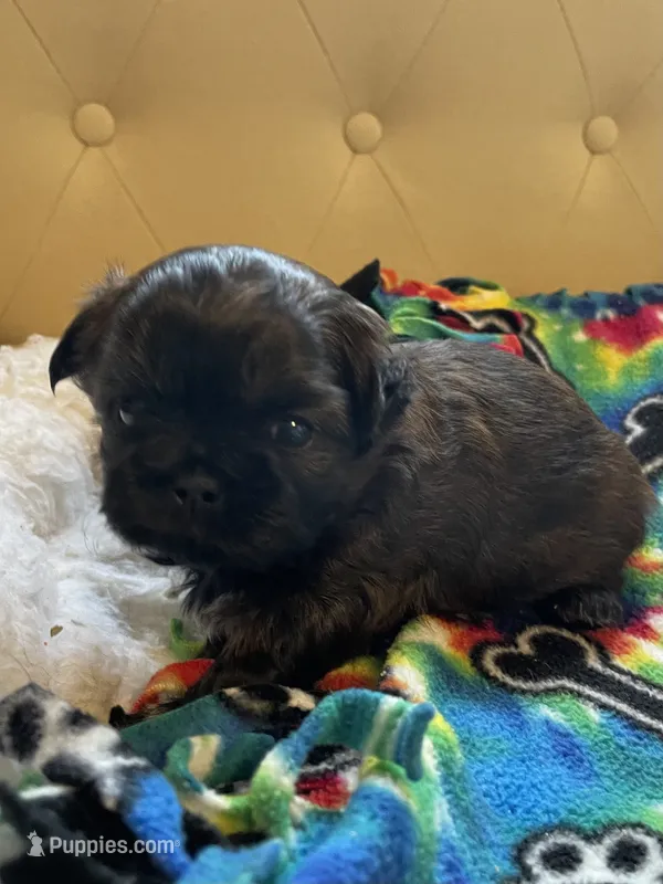 Girl 3 – Shih Tzu puppy for sale in Peterson, MN