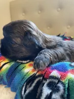 Boy 2, a male Shih Tzu for sale in Peterson, MN – 9 of 9