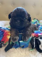 Boy 2, a male Shih Tzu for sale in Peterson, MN – 6 of 9