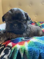 Boy 2, a male Shih Tzu for sale in Peterson, MN – 8 of 9