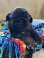 Boy 2, a male Shih Tzu for sale in Peterson, MN – 3 of 9